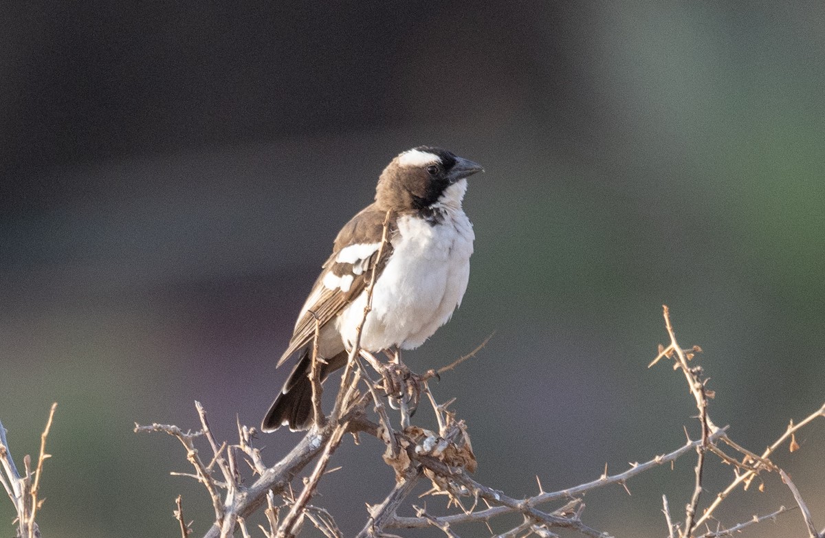 White-browed Sparrow-Weaver - ML642705852