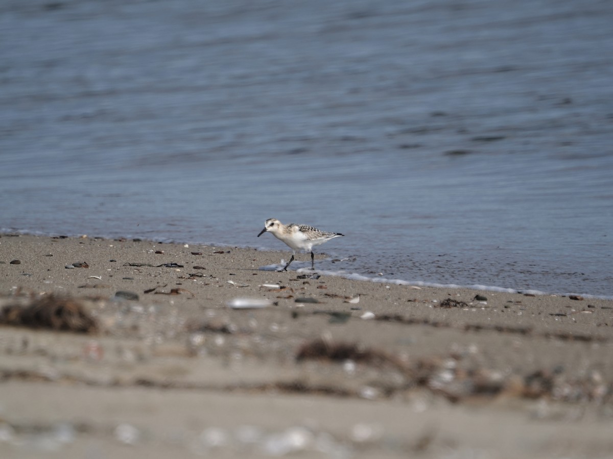 Sanderling - ML642705853