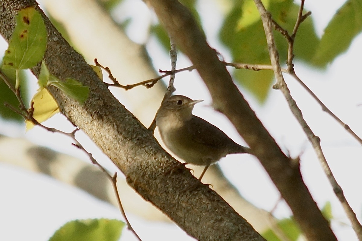 Northern House Wren - ML642705860