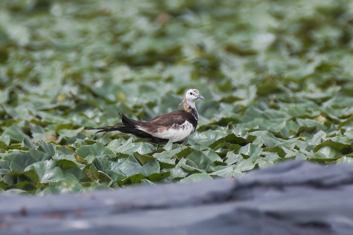 Pheasant-tailed Jacana - ML642705862