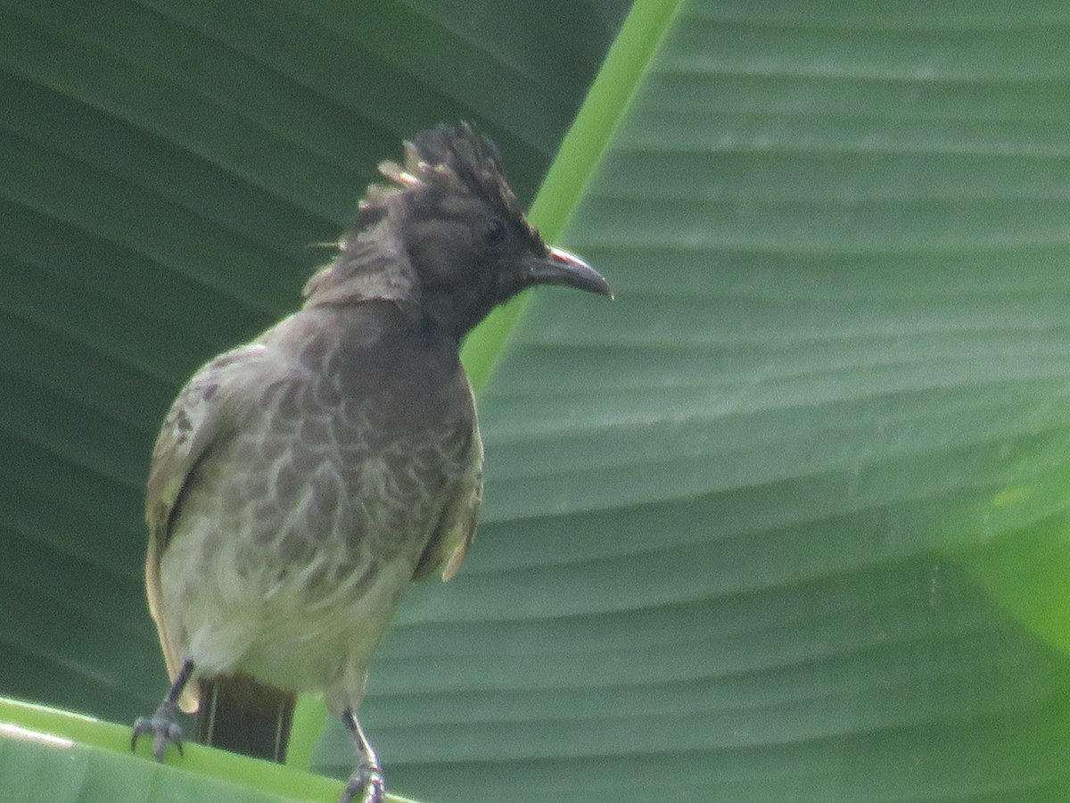 bulbul šupinkový - ML642705869