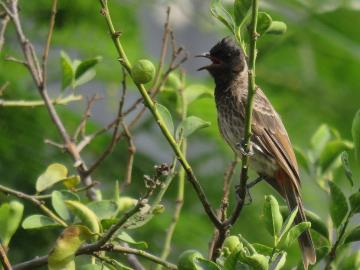 bulbul šupinkový - ML642705870