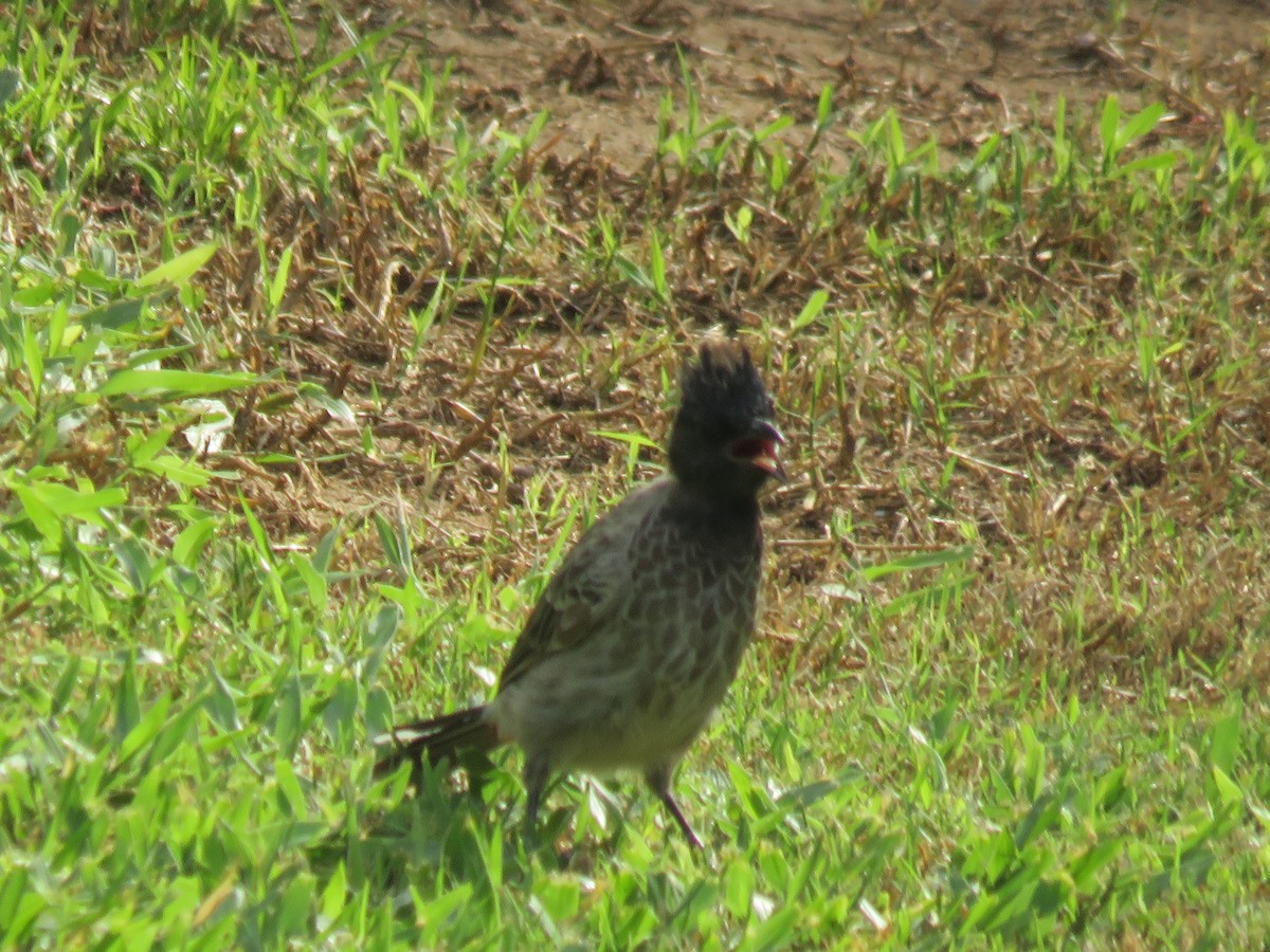 bulbul šupinkový - ML642705873