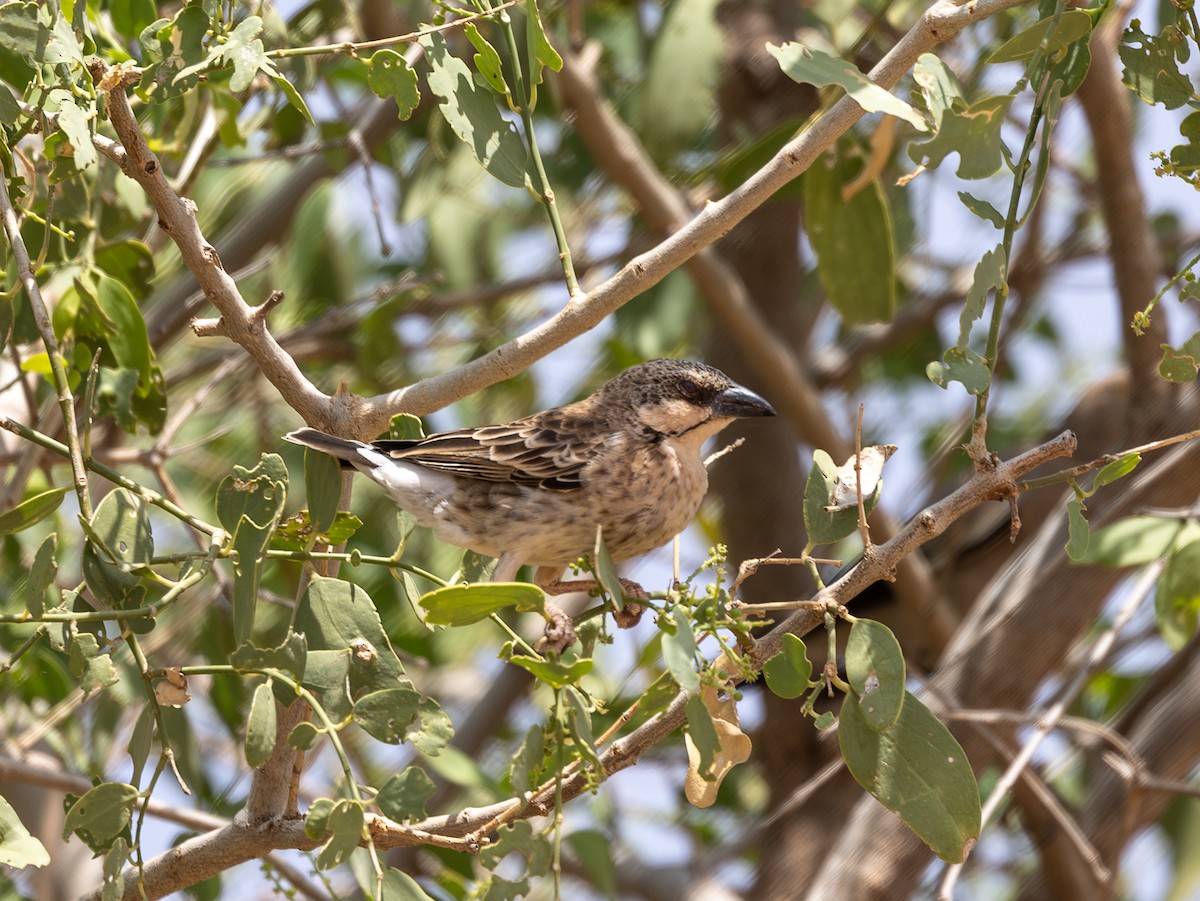 Donaldson Smith's Sparrow-Weaver - ML642705876
