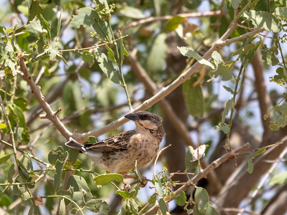 Donaldson Smith's Sparrow-Weaver - ML642705877