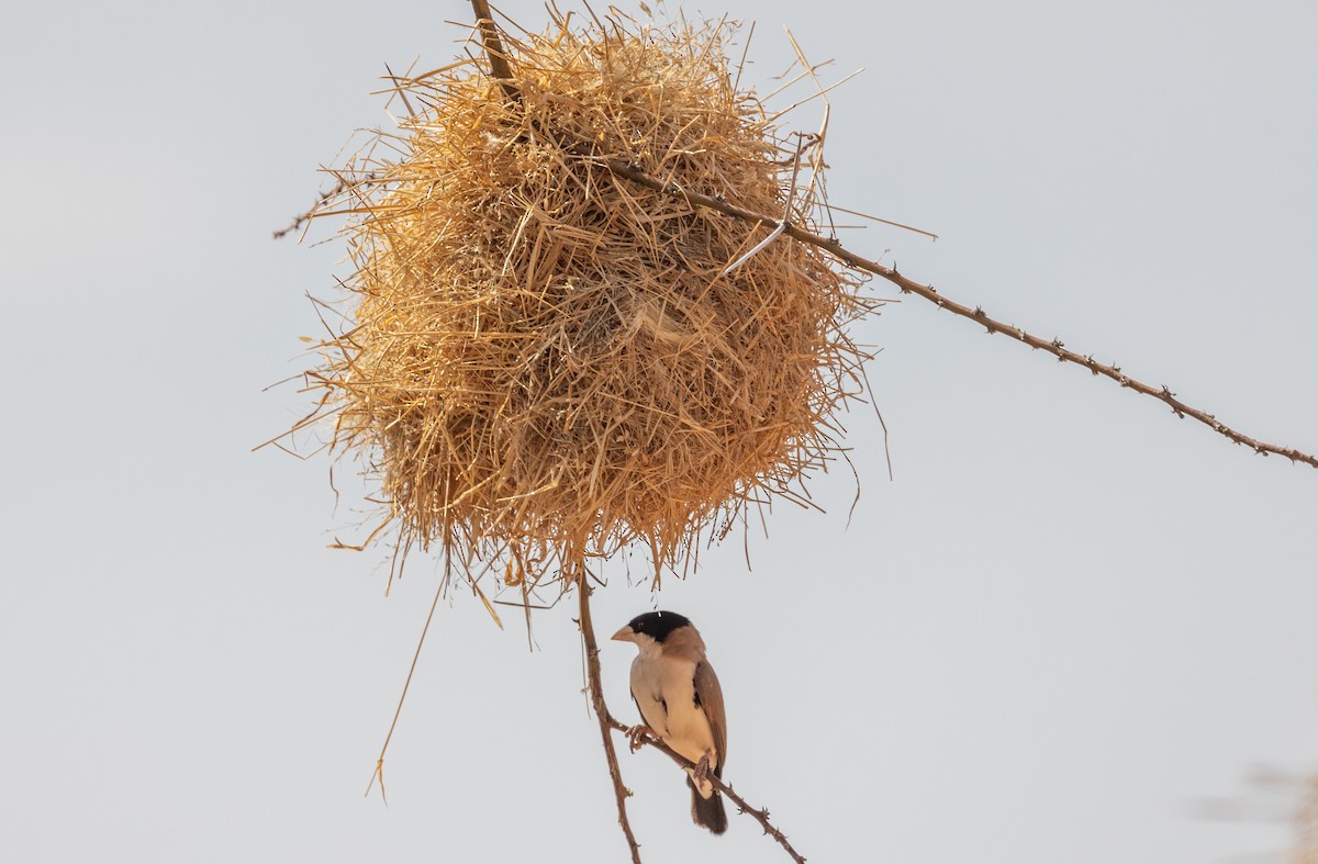 Tejedor Social de Cabanis - ML642705893