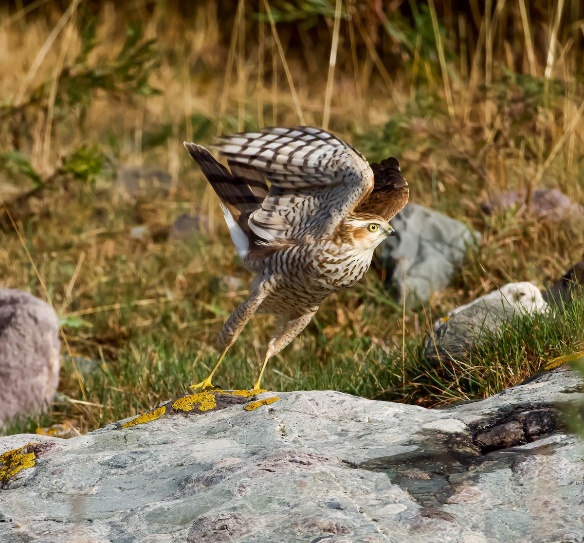 Atmaca - ML642705895