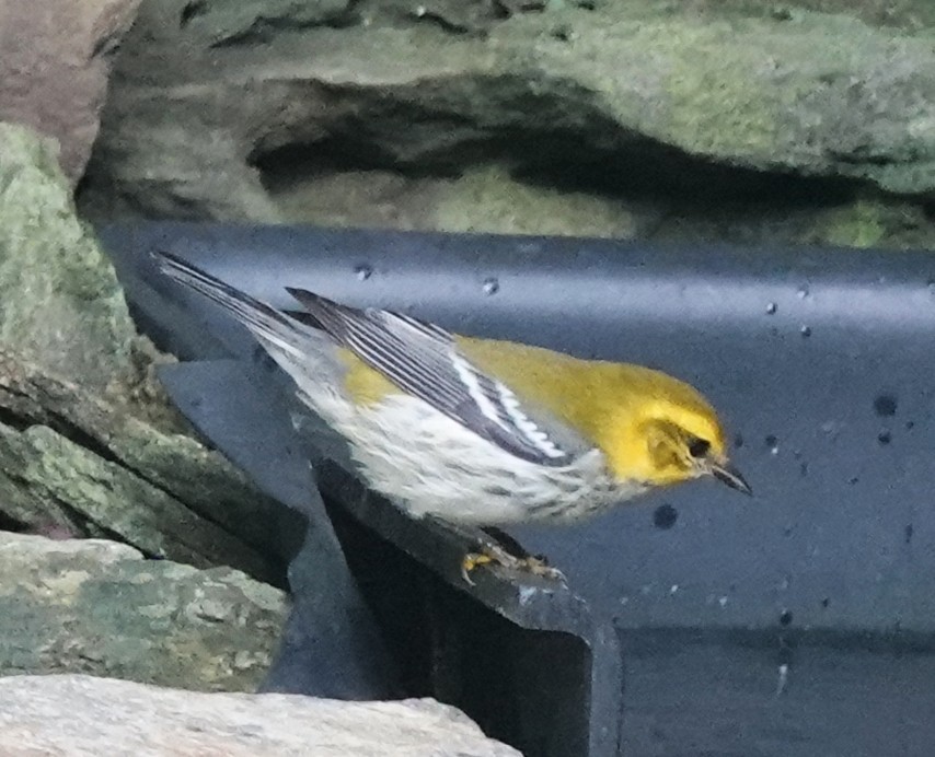 Black-throated Green Warbler - ML642705897