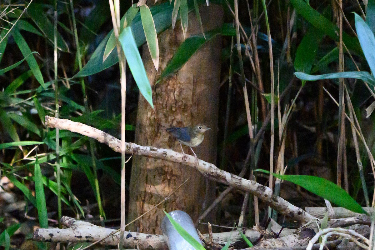 Siberian Blue Robin - ML642705902