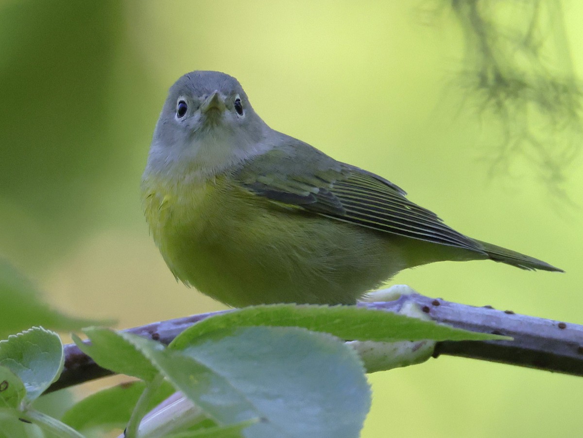 Nashville Warbler - ML642705916