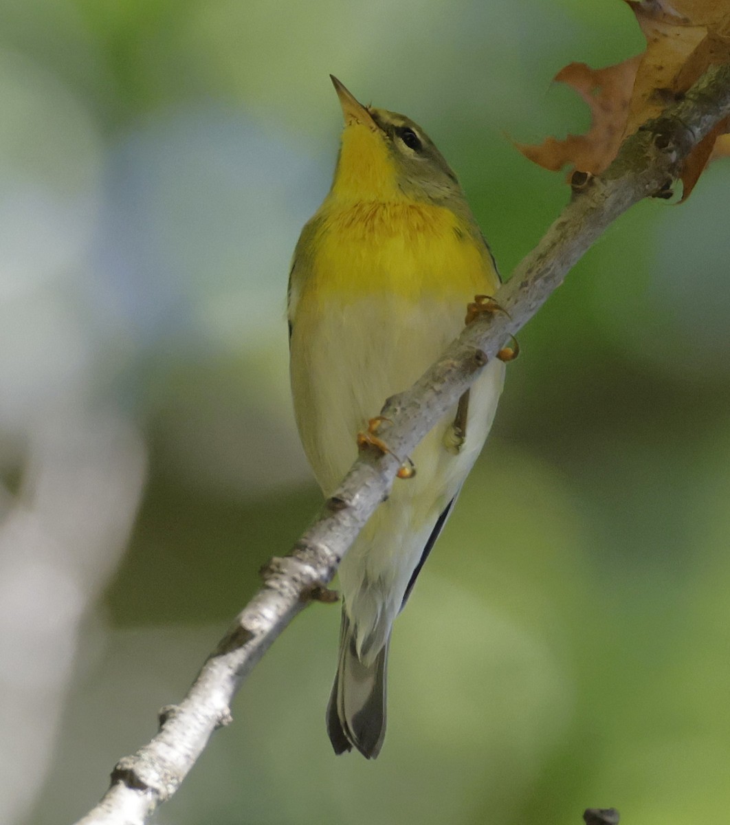 Northern Parula - ML642705994