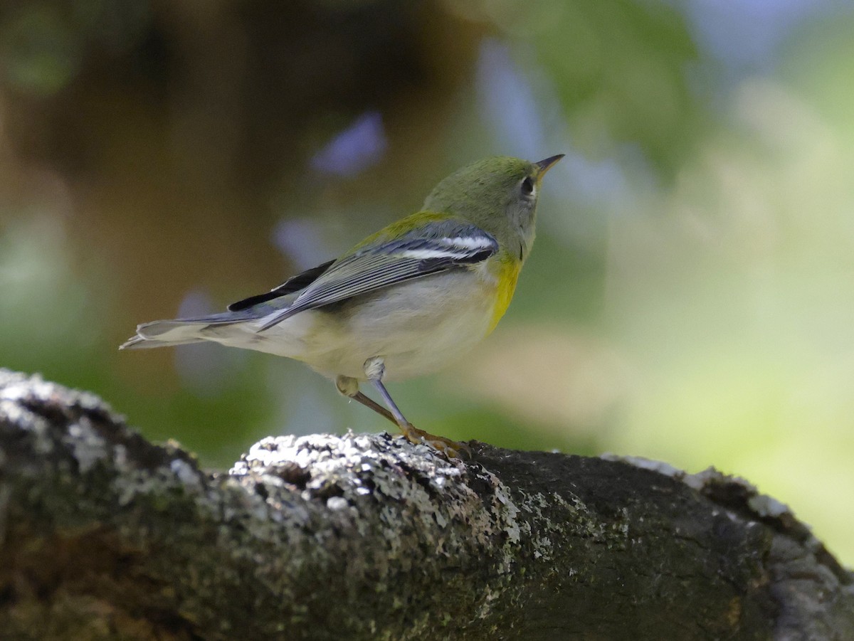 Northern Parula - ML642705995