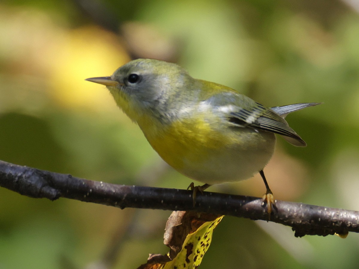 Northern Parula - ML642705996