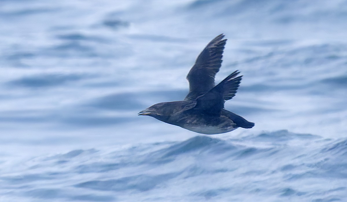 Rhinoceros Auklet - ML642705998