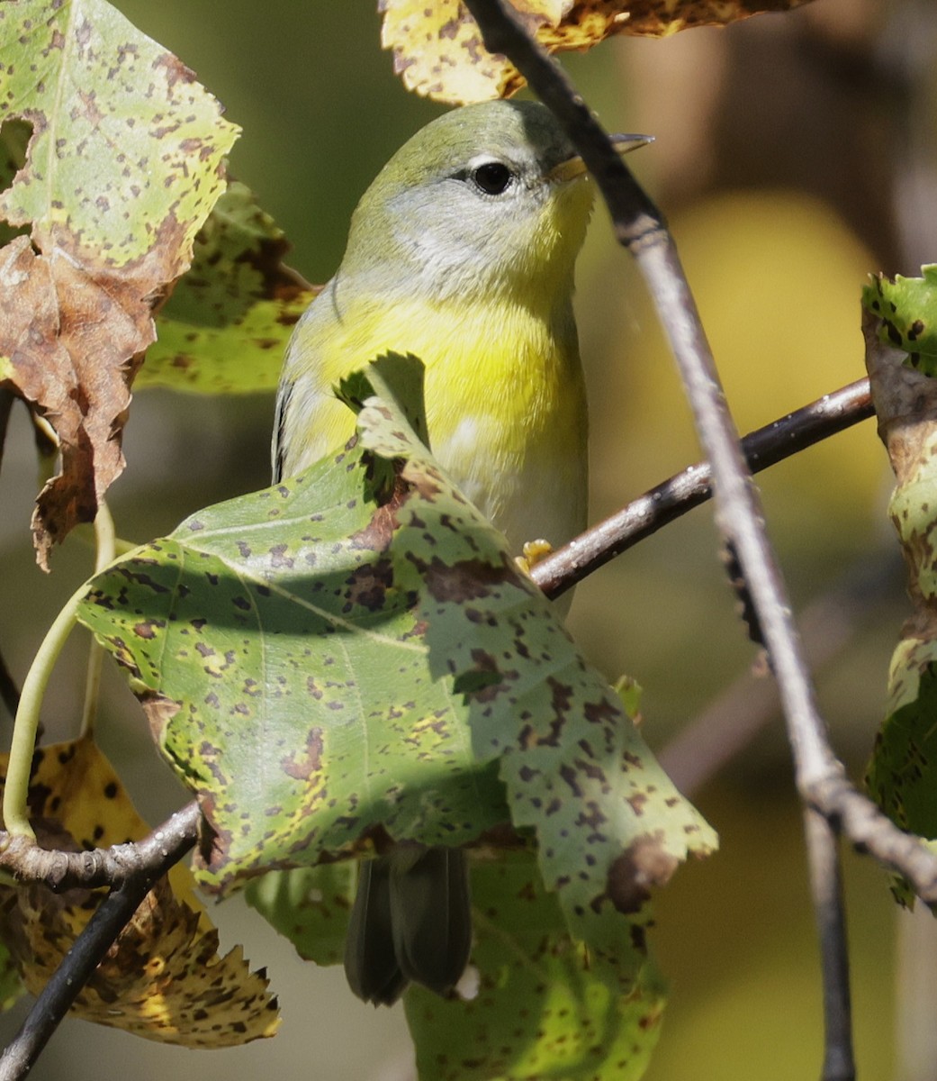 Northern Parula - ML642706010