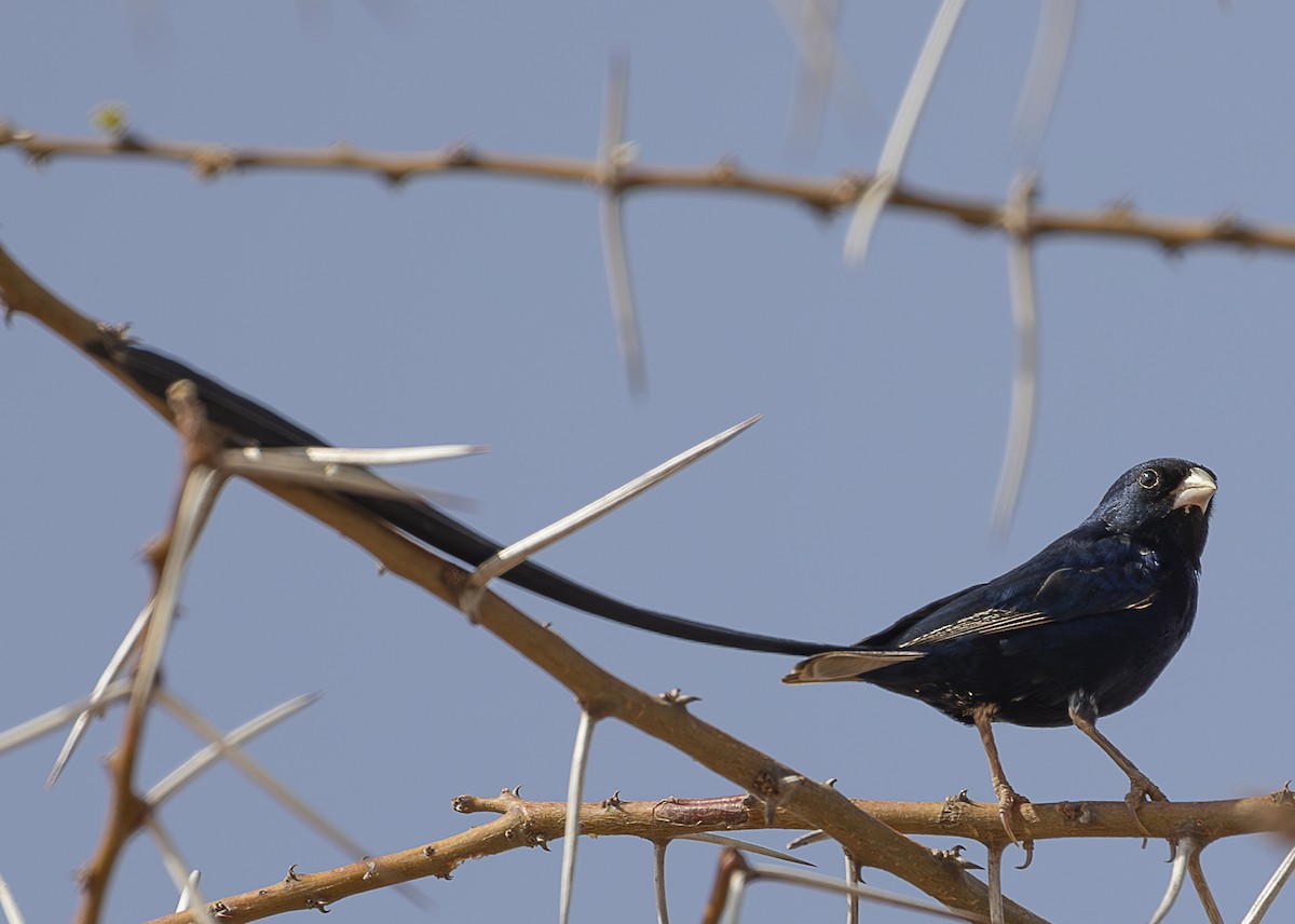 Steel-blue Whydah - ML642706015
