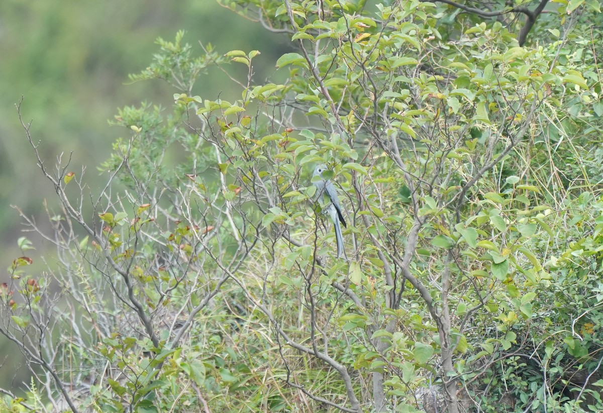 Ashy Drongo - ML642706018