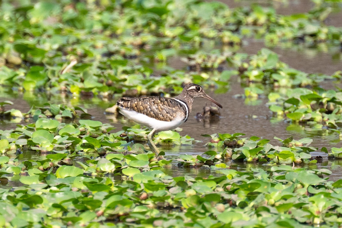 Greater Painted-Snipe - ML642706022