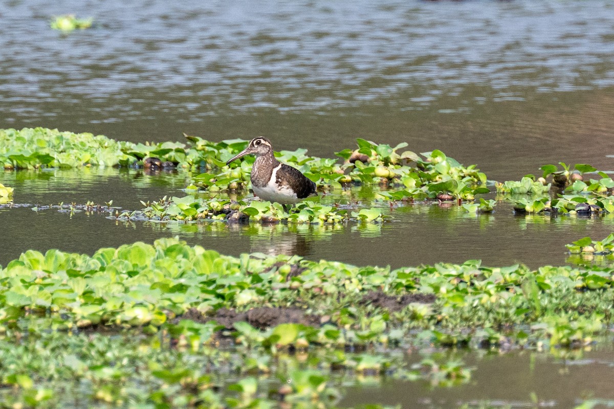 Greater Painted-Snipe - ML642706023