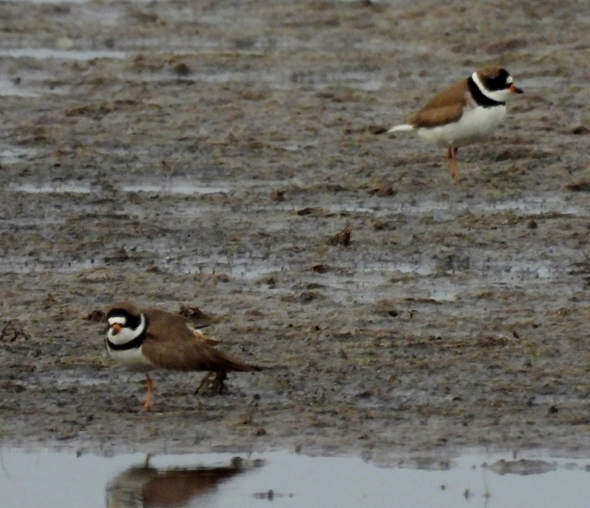 Semipalmated Sandpiper - ML642706024