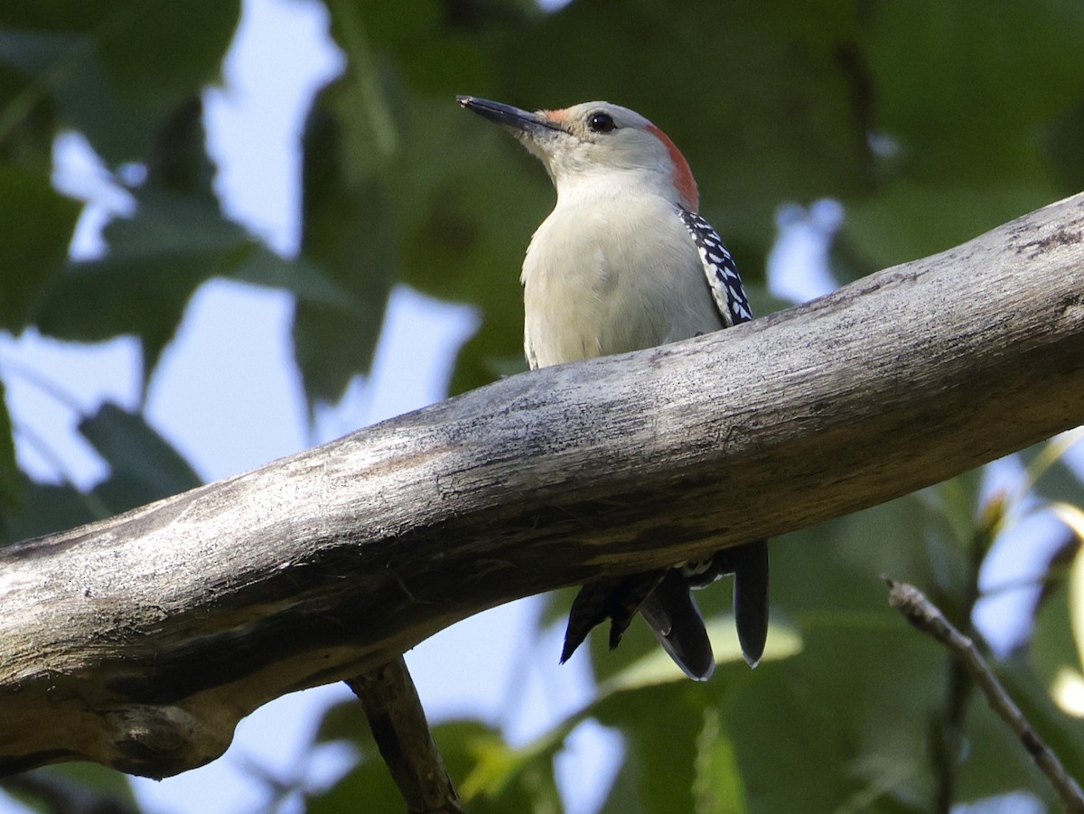 Red-bellied Woodpecker - ML642706025