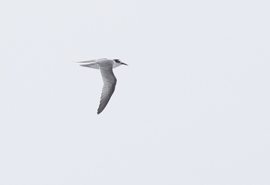 Little Tern - ML642706033