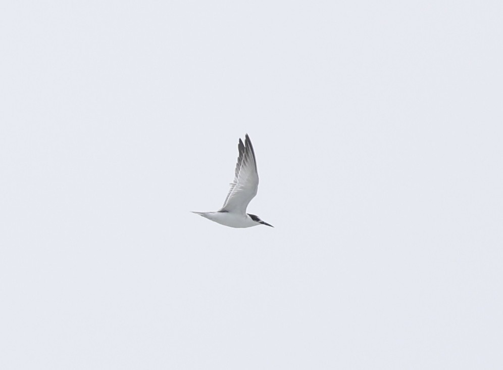 Little Tern - ML642706034
