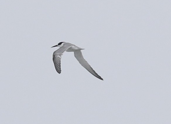 Little Tern - ML642706035