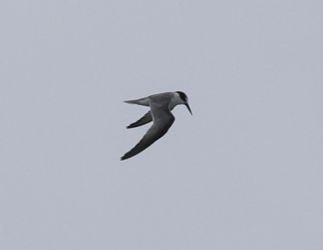 Little Tern - ML642706037