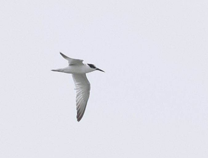 Little Tern - ML642706038