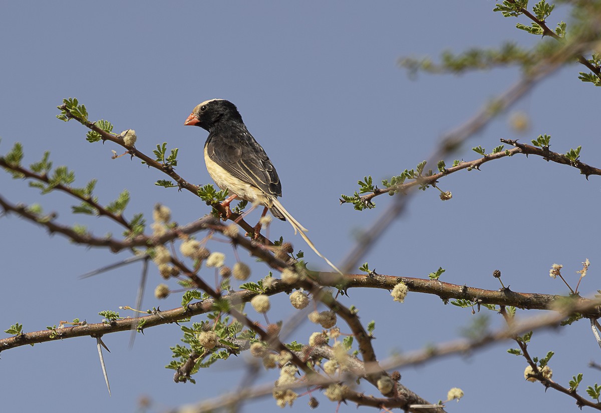 Straw-tailed Whydah - ML642706041