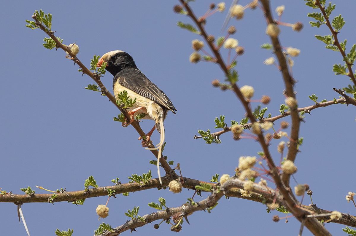 Straw-tailed Whydah - ML642706042