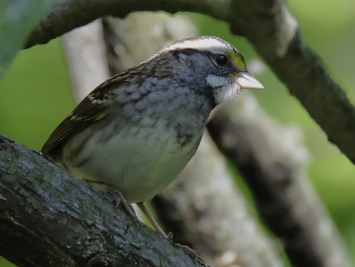 White-throated Sparrow - ML642706046