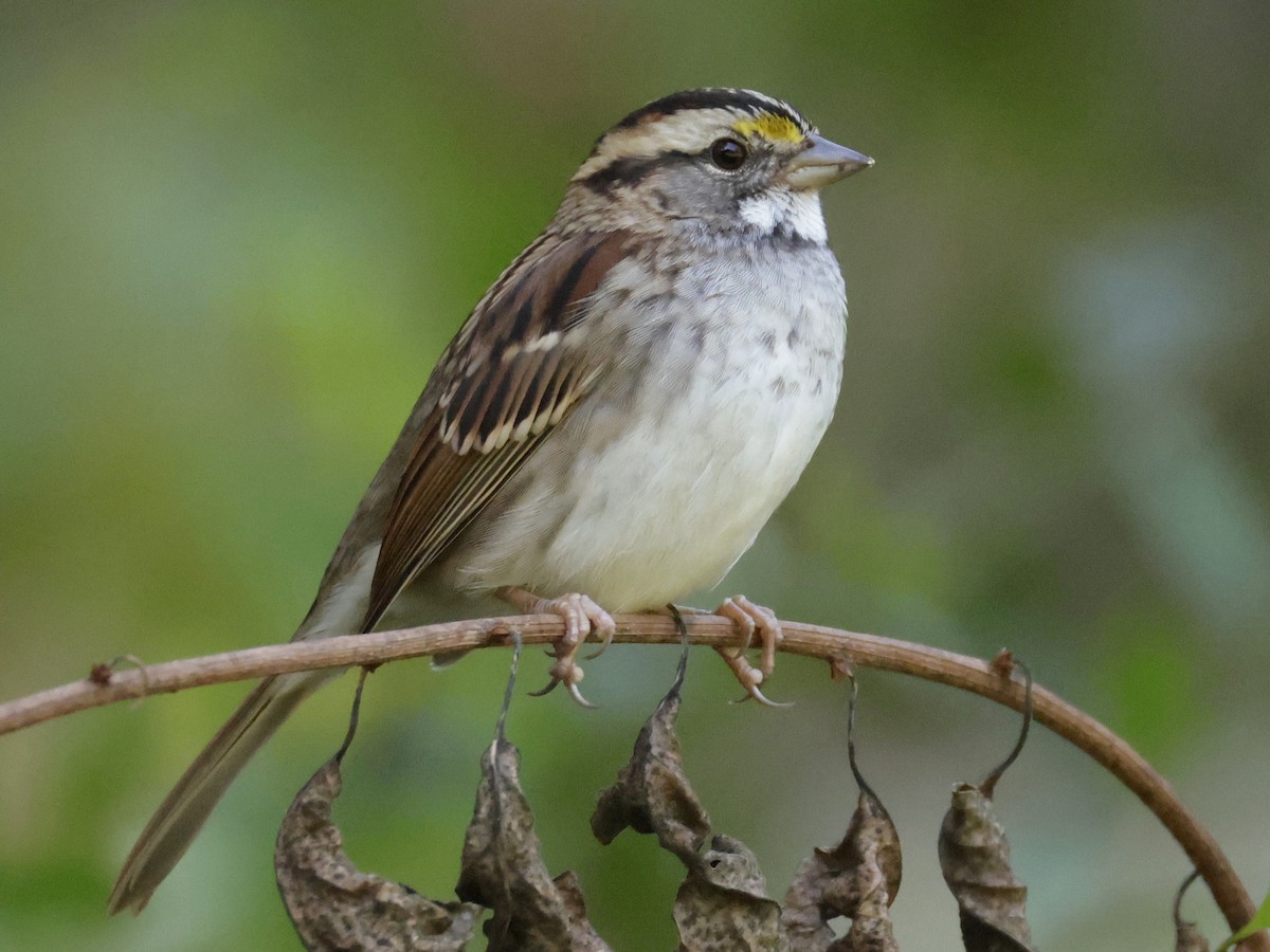 White-throated Sparrow - ML642706047