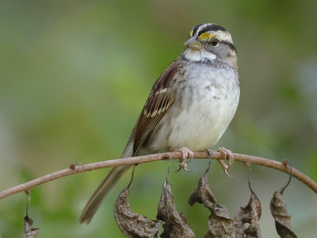 White-throated Sparrow - ML642706048