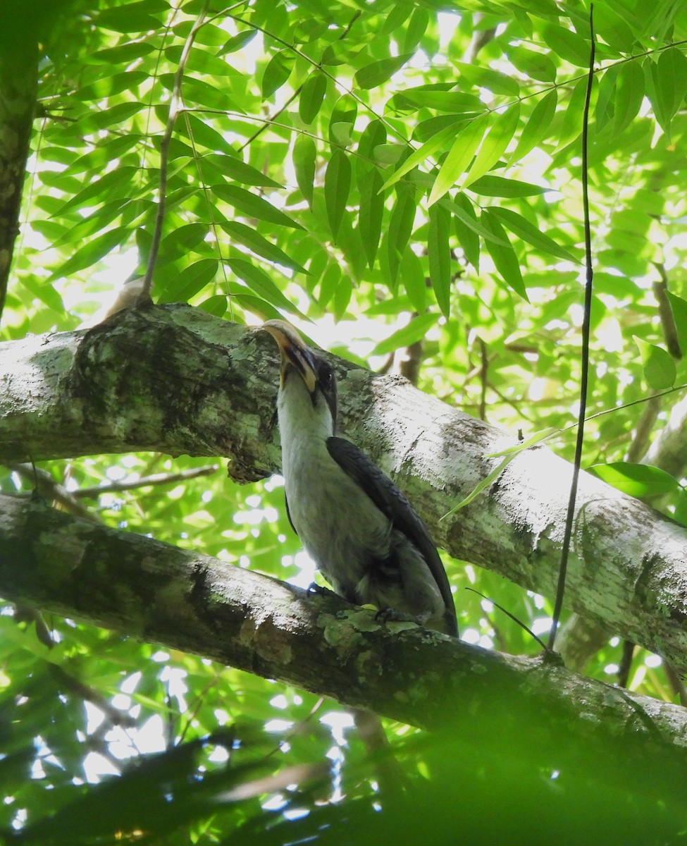 Sri Lanka Gray Hornbill - ML642706065