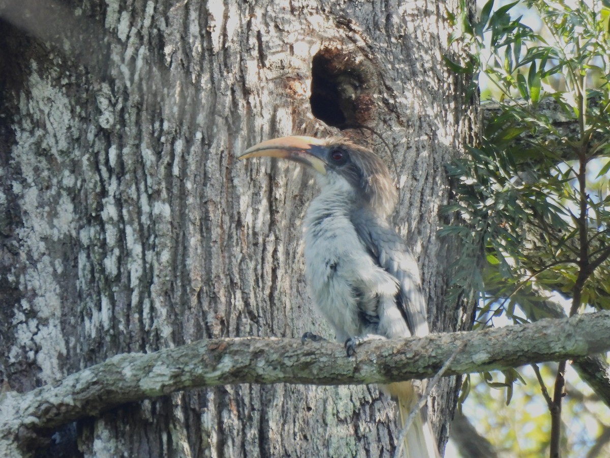 Sri Lanka Gray Hornbill - ML642706066