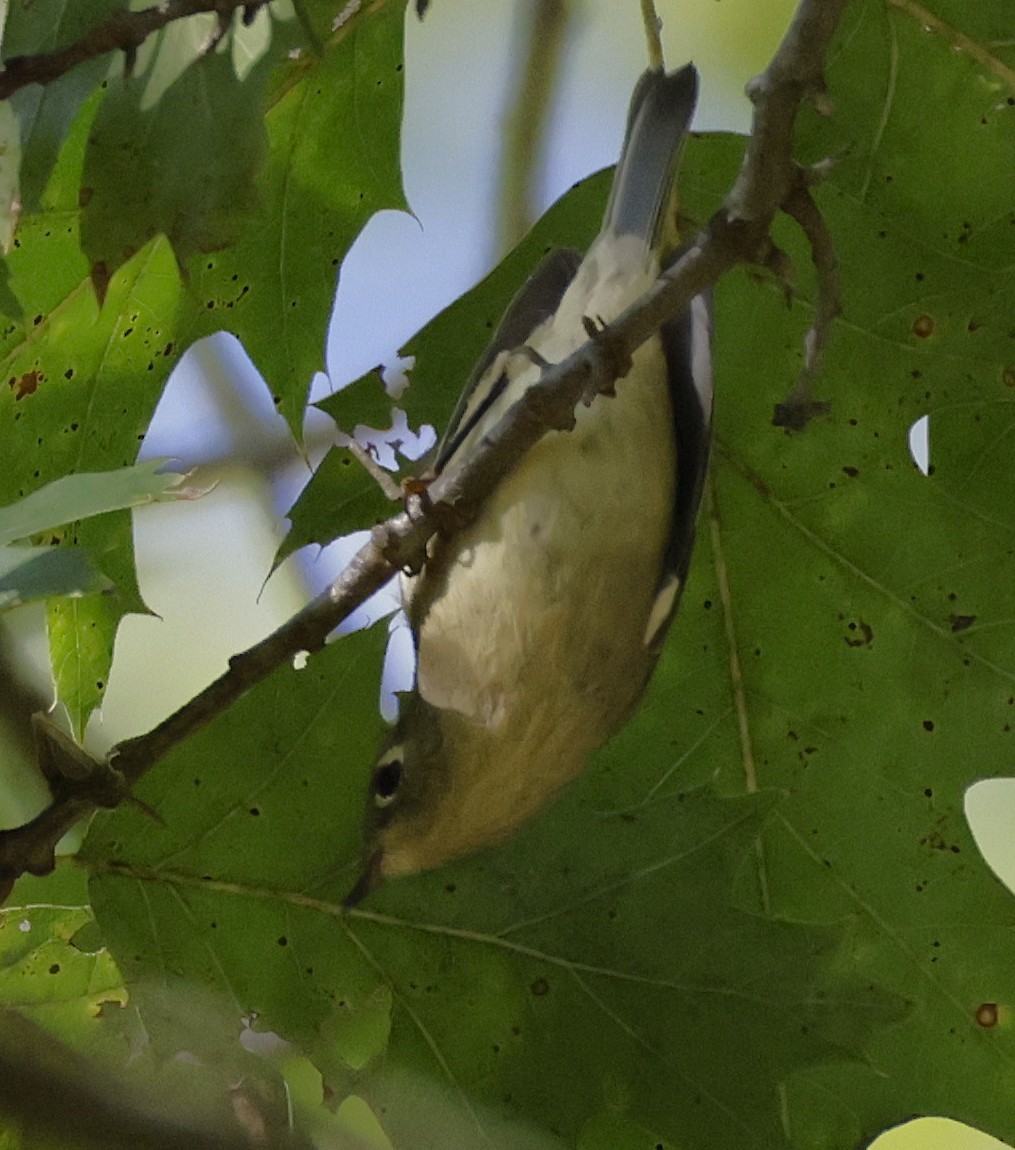 Ruby-crowned Kinglet - ML642706085