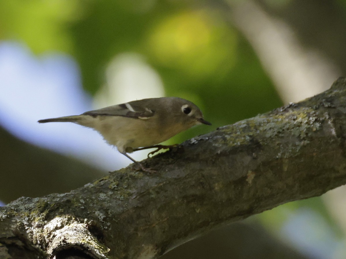 Ruby-crowned Kinglet - ML642706086