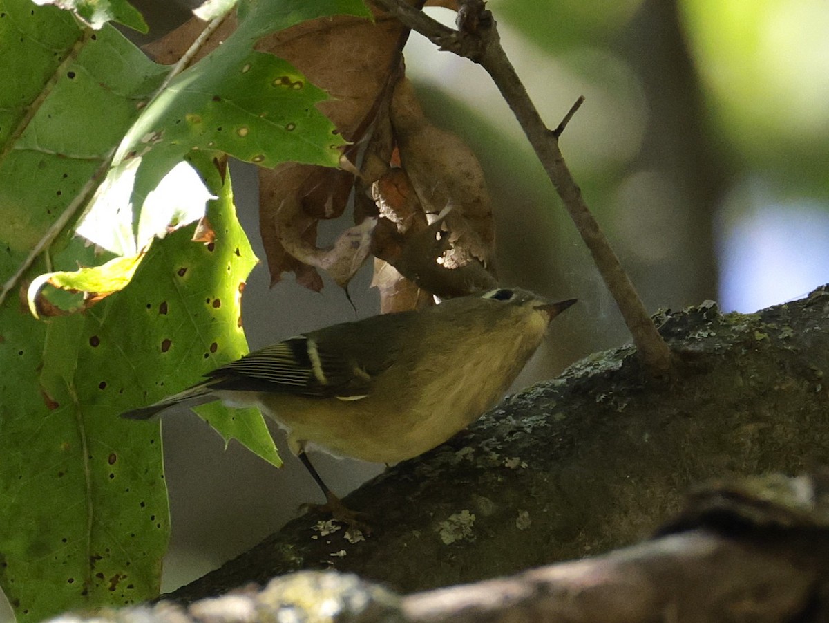 Ruby-crowned Kinglet - ML642706087