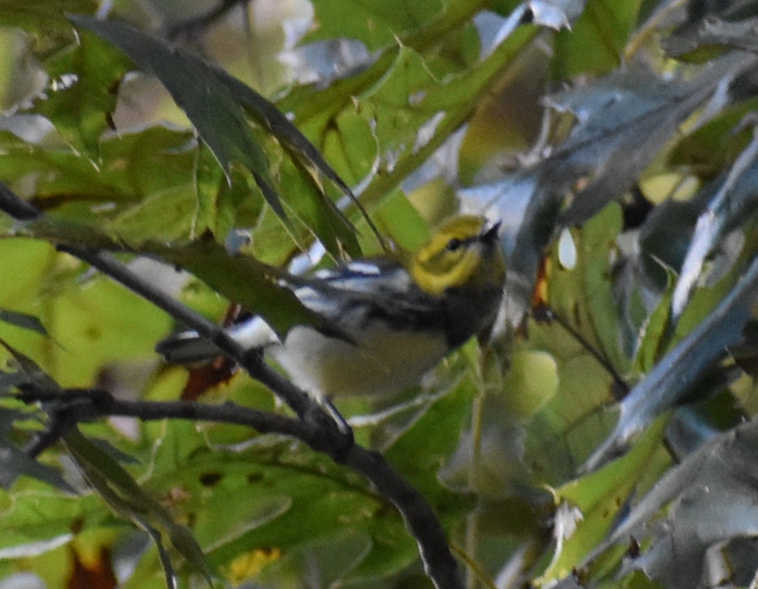 Black-throated Green Warbler - ML642706088