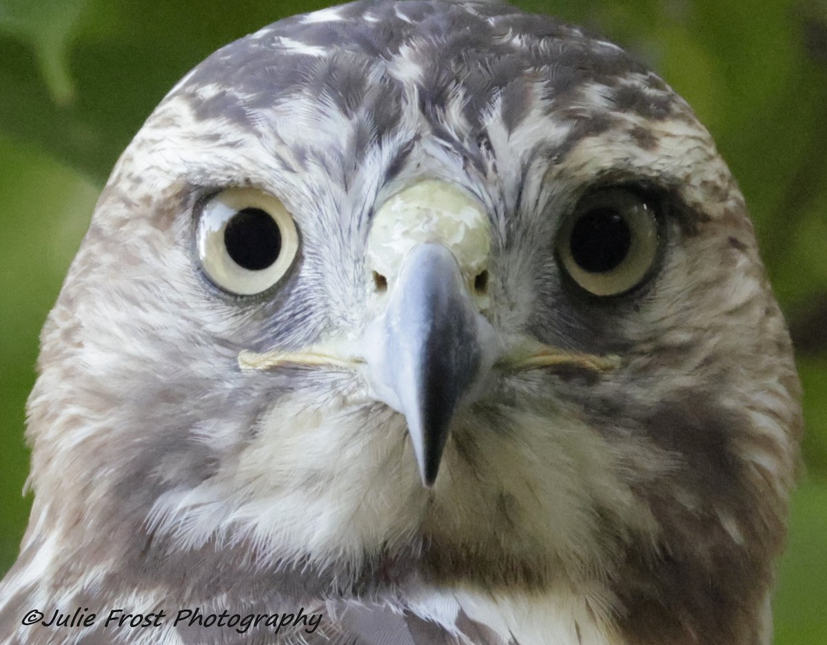 Red-tailed Hawk - ML642706108
