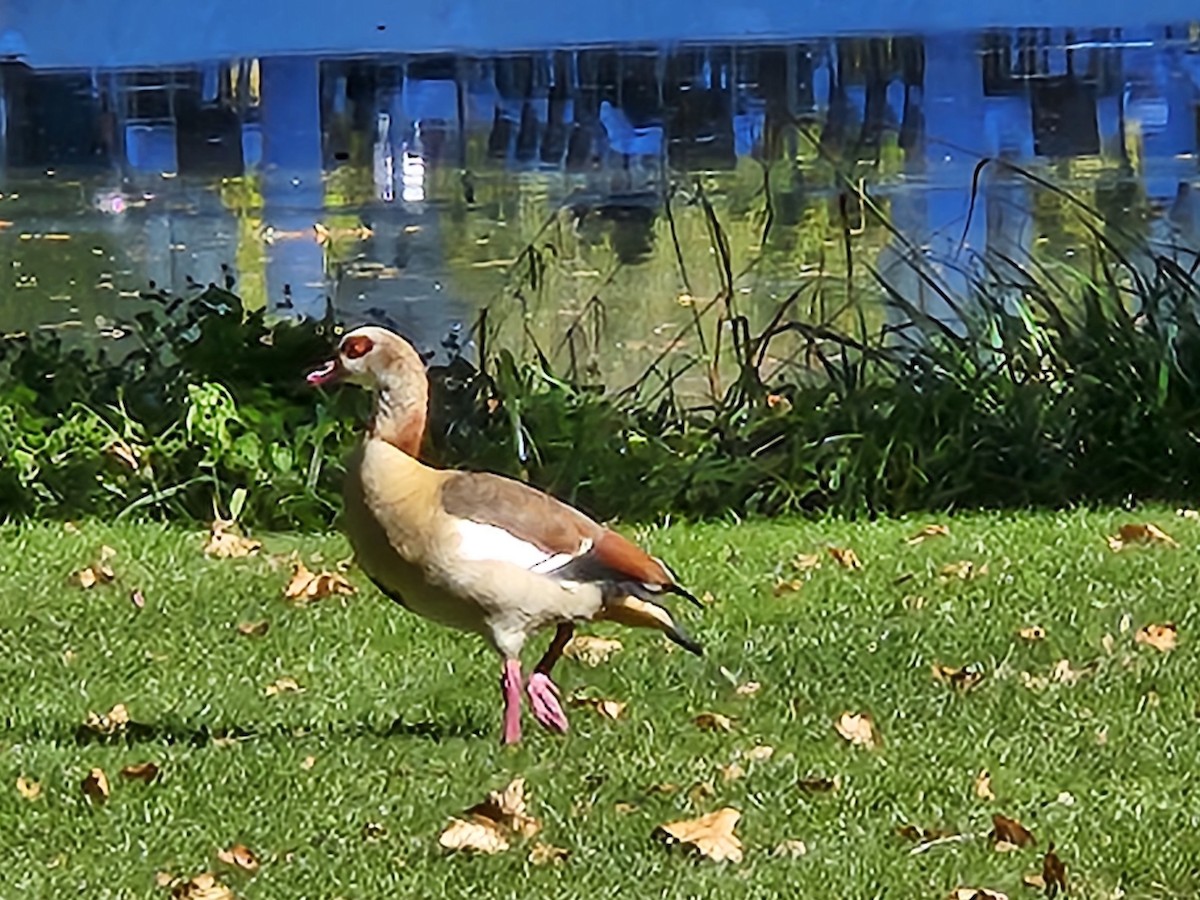 Egyptian Goose - ML642706109