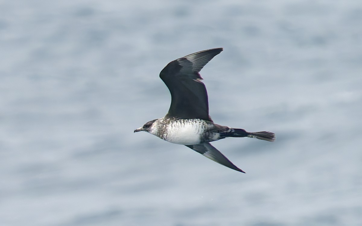 Pomarine Jaeger - ML642706111