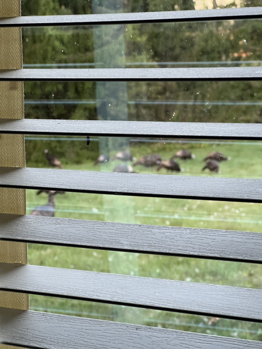 Wild Turkey - ML642706124