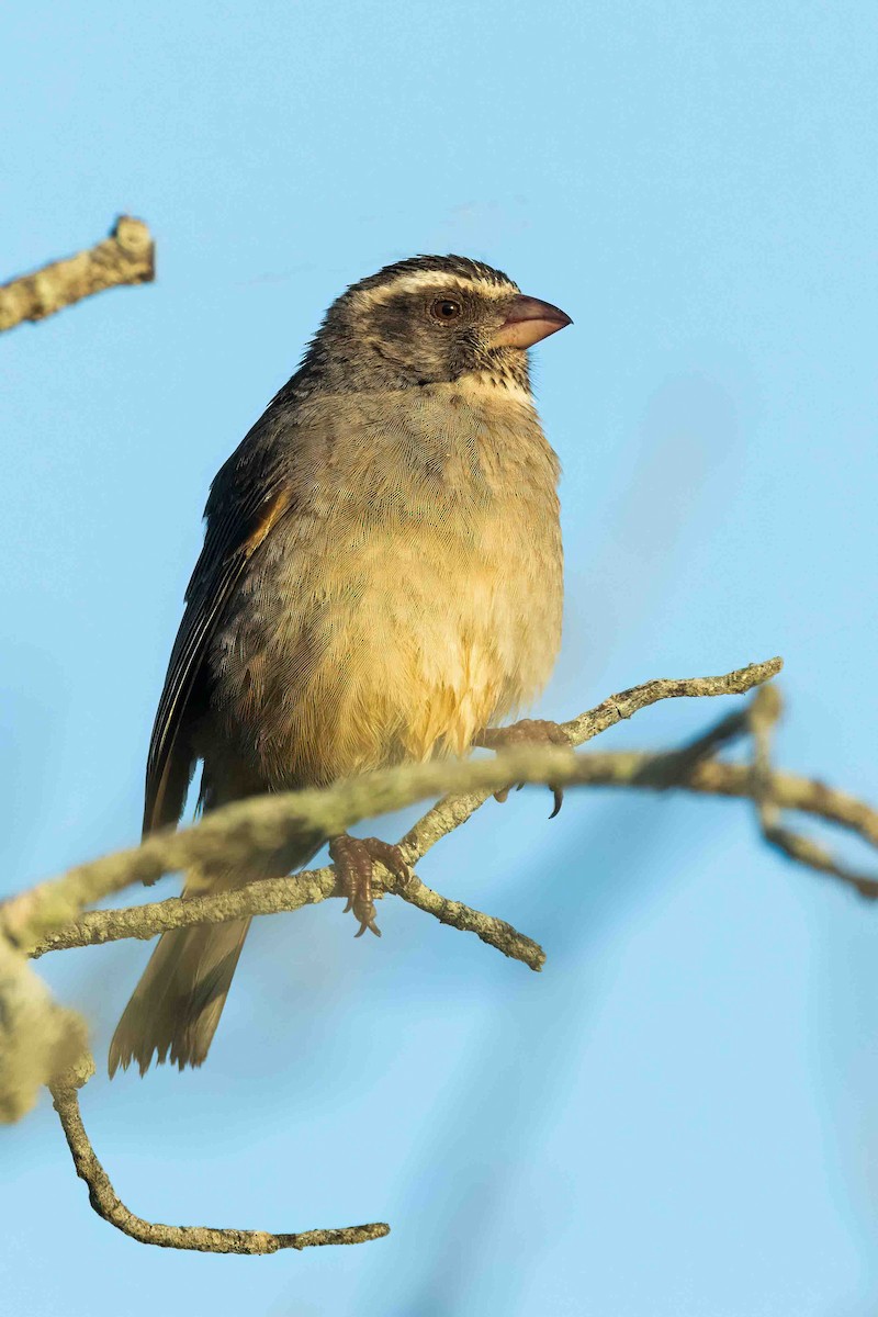 Streaky-headed Seedeater - ML642706140