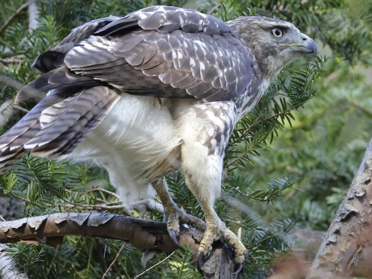 Red-tailed Hawk - ML642706162