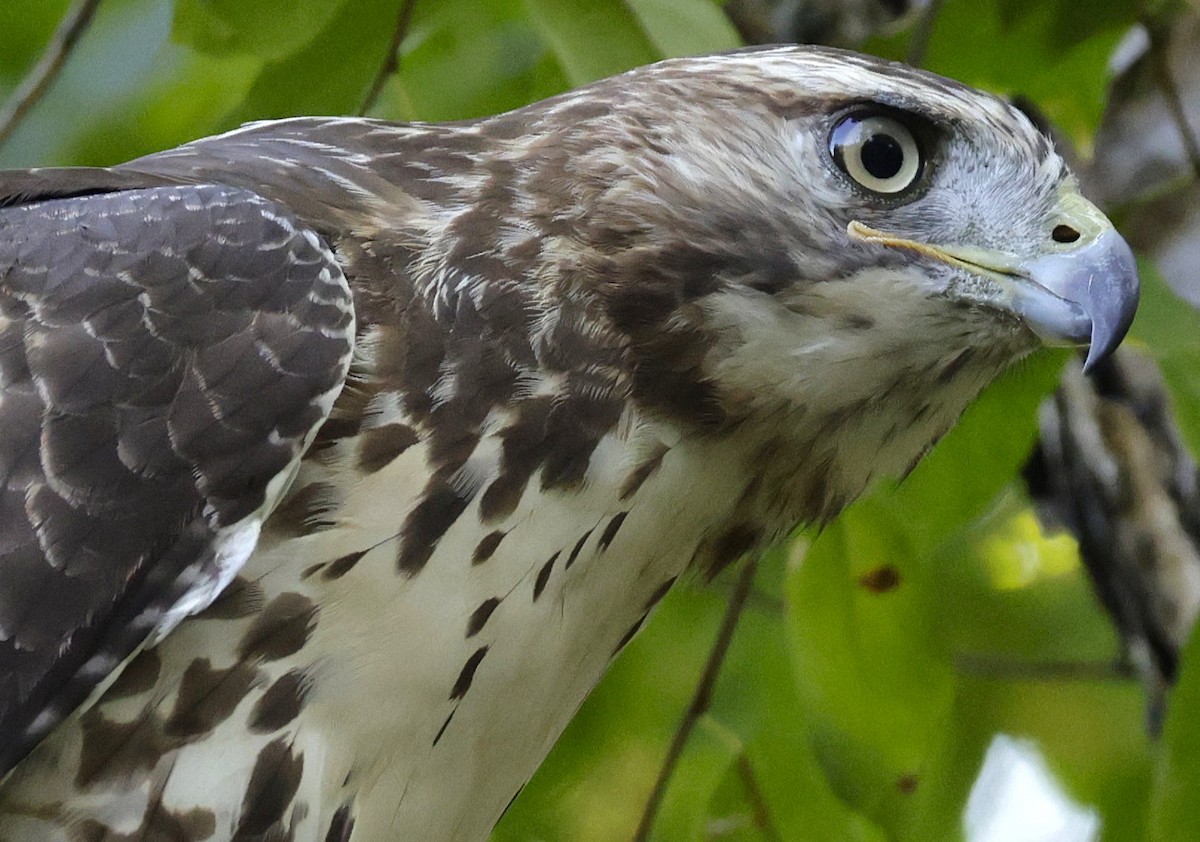 Red-tailed Hawk - ML642706163