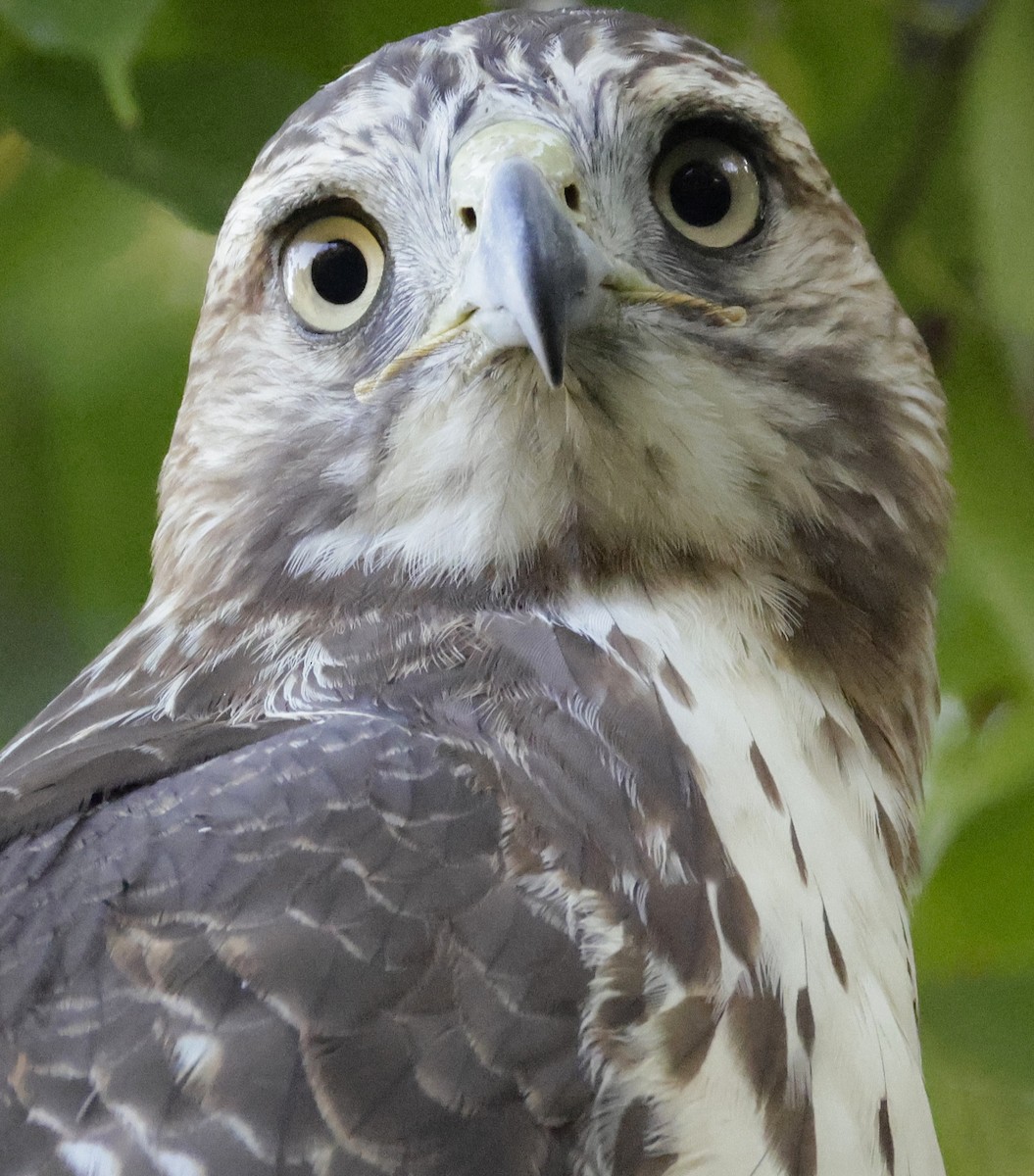 Red-tailed Hawk - ML642706164