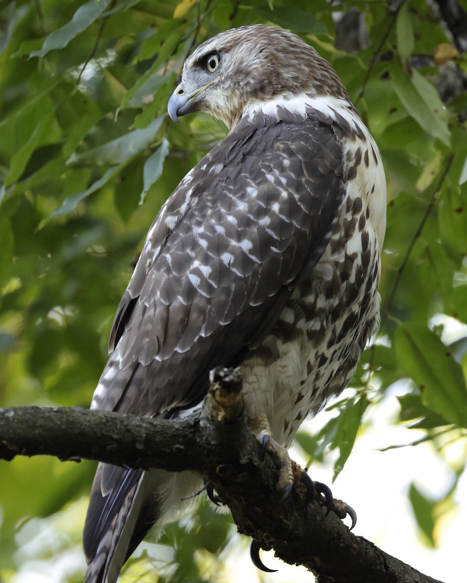 Red-tailed Hawk - ML642706166